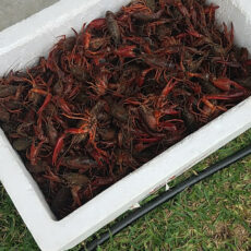 Atchafalaya Crawfish