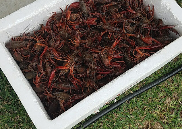 Atchafalaya Crawfish